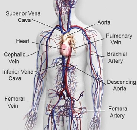 Human Veins Diagram