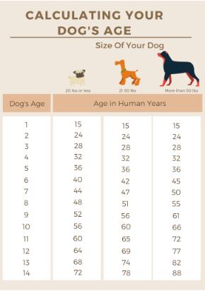 How to best sale figure dogs age