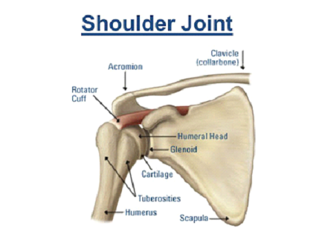 Shoulder Joint Shoulder Joint