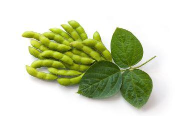 Benefits of Soybean for women