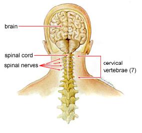 Recovering Cervical Injury